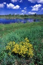 Sturgeon River Wildlife Area