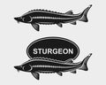 Sturgeon set. Vector