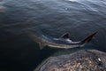 Sturgeon Spawning Royalty Free Stock Photo