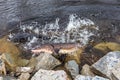 Sturgeon Spawning in the Wild Royalty Free Stock Photo