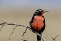 Sturnella Loyca common loica, bird of strong colors. They can be observed on the southern coast of Patagonia and the Falkland Royalty Free Stock Photo