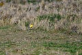 The Sturnella neglecta - Western meadowlark