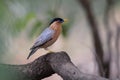 Sturnia pagodarum, Brahminy starling, bird is pale buff creamy with a black cap and a loose crest, resident of India and Nepal,