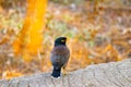 Sturnidae Bird Photography.. Nature.. Black Yellow Brown Colors Royalty Free Stock Photo