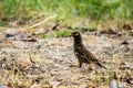 Sturnidae or Gracula religiosa Birds Common Royalty Free Stock Photo