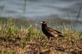 Sturnidae or Gracula religiosa Birds Common Royalty Free Stock Photo