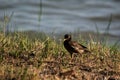 Sturnidae or Gracula religiosa Birds Common Royalty Free Stock Photo