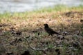 Sturnidae or Gracula religiosa Birds Common Royalty Free Stock Photo