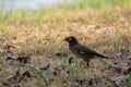 Sturnidae or Gracula religiosa Birds Common Royalty Free Stock Photo