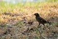 Sturnidae or Gracula religiosa Birds Common Royalty Free Stock Photo