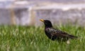 Sturnus vulgaris, common starling bird Royalty Free Stock Photo