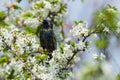 Sturnus vulgaris - Common starling sitting on a tree