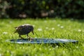 Sturnus vulgaris, european starling sitting at a bird bath drinking water Royalty Free Stock Photo