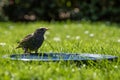 Sturnus vulgaris, european starling sitting at a bird bath drinking water Royalty Free Stock Photo