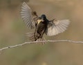 Sturnus vulgaris