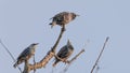 Sturnus vulgaris Starlings on a tree. three birds are preparing to migrate Royalty Free Stock Photo