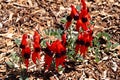 Sturt Desert Pea Flowers - Swainsona formosa Royalty Free Stock Photo