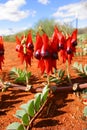 Sturt Desert Pea. Northern Territory Australia Royalty Free Stock Photo