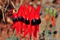 Sturt desert pea Swainsona formosa Royalty Free Stock Photo