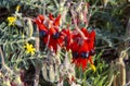 Sturt desert pea wildflowers. Royalty Free Stock Photo