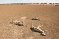 dead kangaroos during drought conditions.