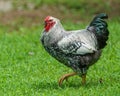 Sturting Silver Laced Wyandotte Rooster