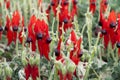 Sturts Desert Pea