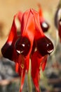 Sturts desert pea flower Royalty Free Stock Photo