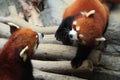 Styan's Red Panda Royalty Free Stock Photo