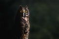 Stygian Owl - Nocturnal Bird