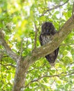 Stygian Owl looking down