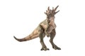 Stygimoloch Dinosaur on white background Royalty Free Stock Photo