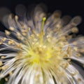 Style of a Common Guava Tree Flower