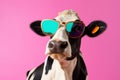 colourful portrait animal cute sunglasses cow face funny head character. Generative AI.