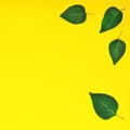 Style minimalism. Green leaves on a yellow background