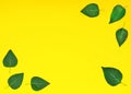 Style minimalism. Green leaves on a yellow background.