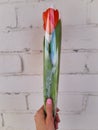 A red tulip flower in a woman`s hand on a white brick wall. Royalty Free Stock Photo