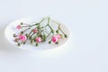 Styled desktop scene with fresh pink roses copy space on white plate. Flat lay, top view. Romance and love card concept. Empty spa Royalty Free Stock Photo