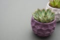 Styled Echeveria Succulent Plant in purple pot, grey background indoor decorative flower pot. Copy space. Template for work table Royalty Free Stock Photo