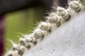 Styled Horse Mane Royalty Free Stock Photo