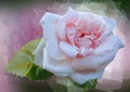 Styled rose Royalty Free Stock Photo