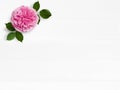 Styled stock photo. Feminine wedding desktop mockup with pink English rose flower and empty space. Floral composition on