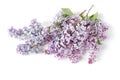 Styled stock photo. Spring feminine scene, floral composition. Bunch of beautiful blossoming purple lilac branches