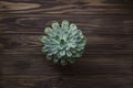 Styled succulent on wood background
