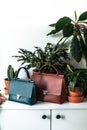 Styled teal and brown lifestyle fashion leather bag surrounded by indoor plants zygocactus euphorbia cactus greenery in terracota