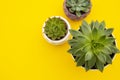 Styled work space. Echeveria Succulent Flower Plants on yellow background. Copy space. Flat lay, top view Royalty Free Stock Photo