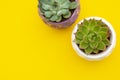 Styled work space. Echeveria Succulent Flower Plants on yellow background. Copy space. Flat lay, top view Royalty Free Stock Photo