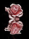 Stylised pink reflected rose mirrored on black water Royalty Free Stock Photo