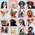 Stylish dogs and cats posing. Cute pets happy. Creative collage isolated on multicolored studio background Royalty Free Stock Photo