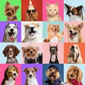 Stylish dogs and cats posing. Cute pets happy. Creative collage isolated on multicolored studio background Royalty Free Stock Photo